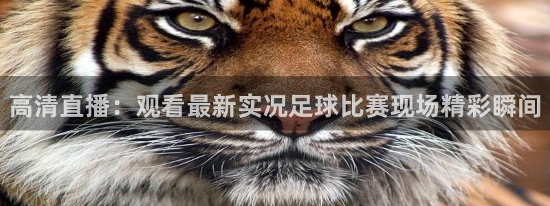  高清直播：观看最新实况足球比赛现场精彩瞬间