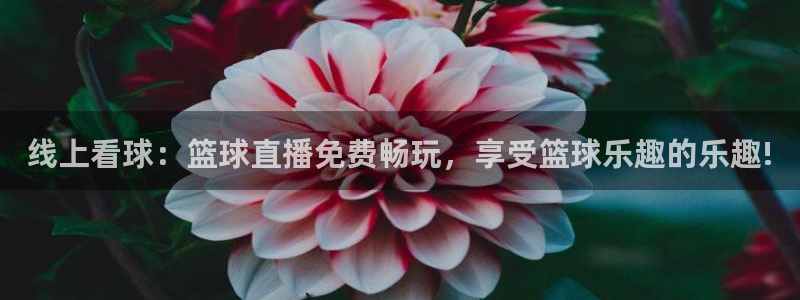 雨燕足球八百直播：线上看球：篮球直播免费畅玩，享受篮球乐趣的乐趣!